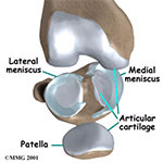 cartilage