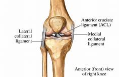 MCL Injury: Medial Collateral Ligament (MCL) Tear & Reconstruction, Knee  Surgeon in Mumbai